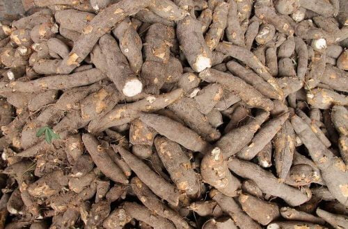 maniok jadalny wartości witaminy